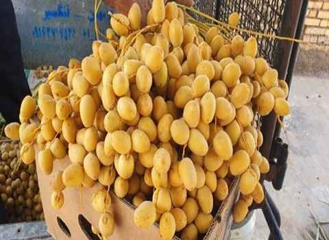 خرید و فروش خرما خارک زرد با شرایط فوق العاده